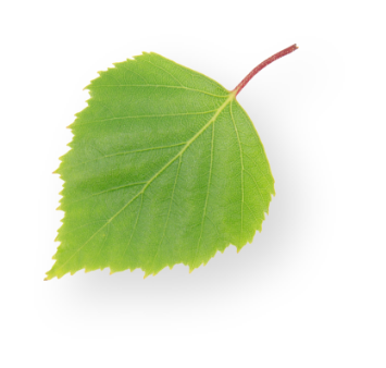leaf-top